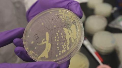 Scientists hail synthetic chromosome advance - BBC News