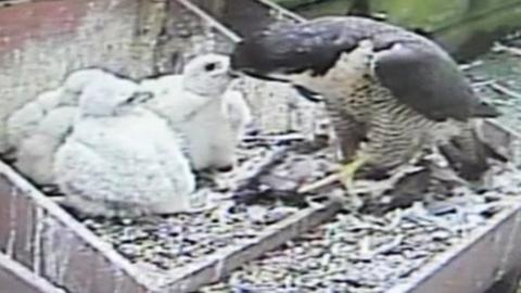 Thousands watch peregrine falcon webcam at Salisbury Cathedral - BBC News