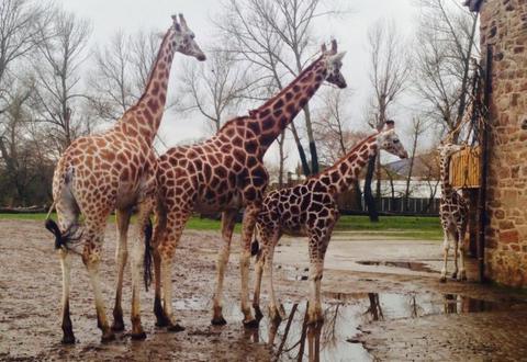 Giraffe legs' strong, skinny secret - BBC News