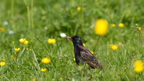 Bird decline 'smoking gun' for pesticide's effects - BBC News