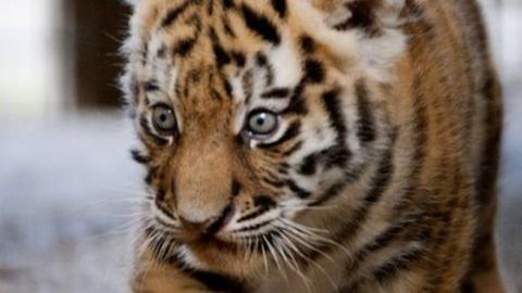 Two Amur tiger cubs meet the public at Blackpool Zoo - BBC News