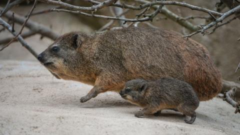 Rock Hyraxes: 'Little brothers of the elephant' born - BBC Newsround