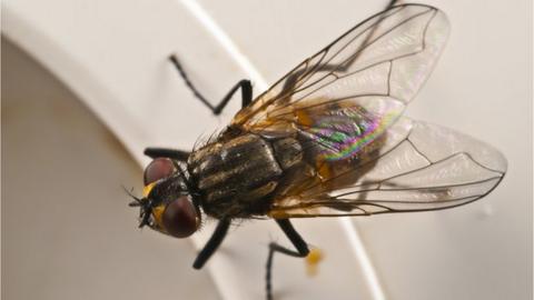 Housefly genome offers clue to human sickness - BBC News