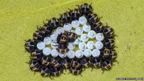 Stink Bug Pest 'could Get To Uk' - Bbc News