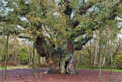 'Robin Hood' Major Oak wins Tree of the Year competition - BBC News