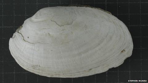 Indonesian shell has 'earliest human engraving' - BBC News