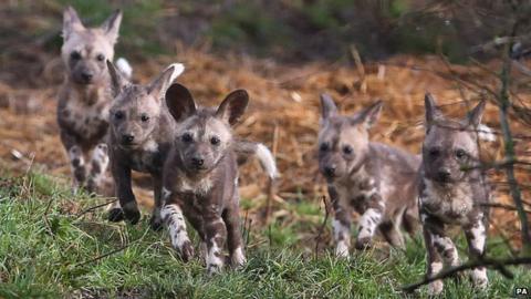 Rare African wild dogs make public debut at Port Lympne - BBC News