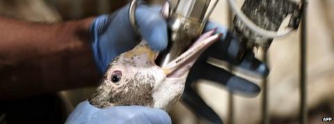 French court clears foie gras producer of animal cruelty - BBC News