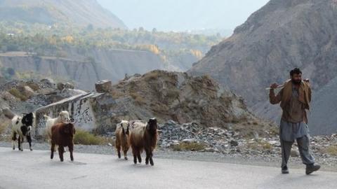 Pakistan's snow leopards: Both feared and sought - BBC News