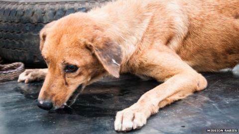 Taking the bite out of deadly rabies - BBC News