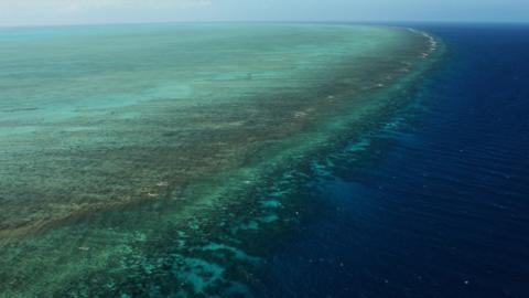 Great Barrier Reef Suffered Worst Bleaching On Record In 2016, Report ...