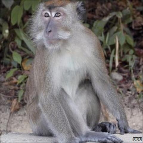 macaque monkeys malaysian aggressive