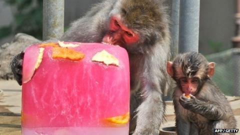 macaque monkeys victims sendai compensation given