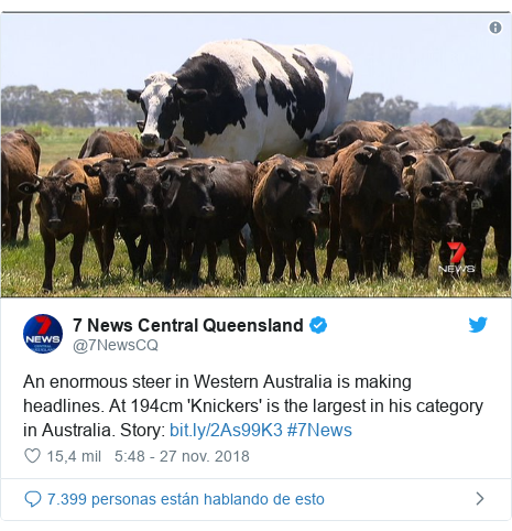 Publicación de Twitter por @7NewsCQ: An enormous steer in Western Australia is making headlines. At 194cm 'Knickers' is the largest in his category in Australia. Story   #7News 