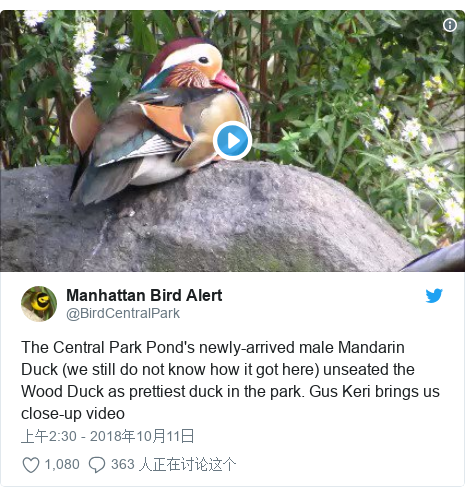 Twitter 用户名 @BirdCentralPark: The Central Park Pond's newly-arrived male Mandarin Duck (we still do not know how it got here) unseated the Wood Duck as prettiest duck in the park. Gus Keri brings us close-up video 