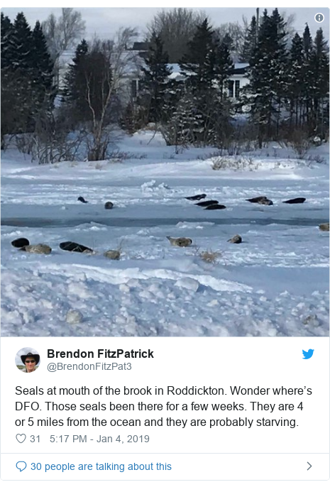 Twitter waxaa daabacay @BrendonFitzPat3: Seals at mouth of the brook in Roddickton. Wonder where’s DFO. Those seals been there for a few weeks. They are 4 or 5 miles from the ocean and they are probably starving. 