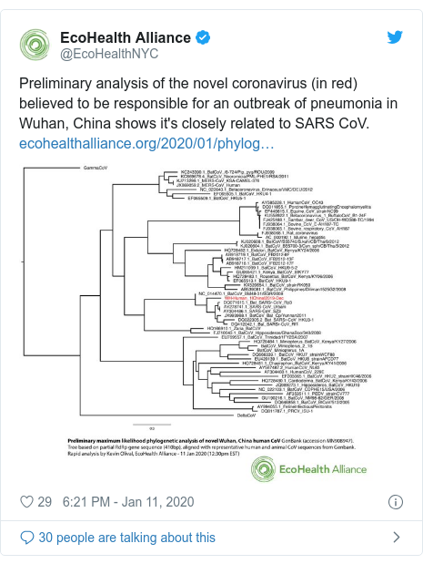 Post di Twitter di @EcoHealthNYC: l'analisi preliminare del nuovo coronavirus (in rosso) ritenuto responsabile di un focolaio di polmonite a Wuhan, in Cina, mostra che è strettamente correlato al SARS CoV. 