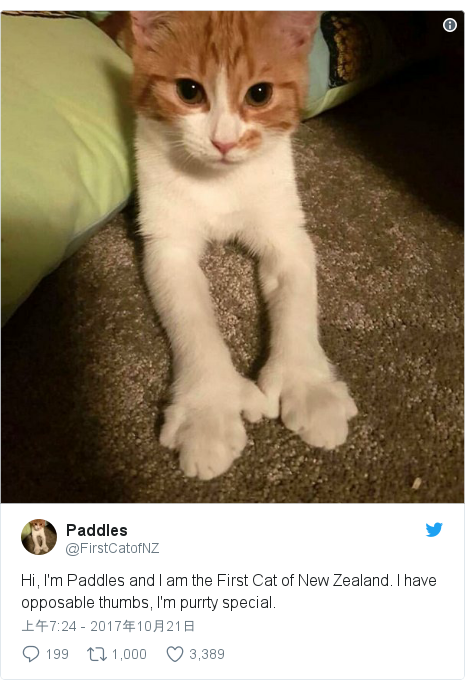 Twitter 用户名 @FirstCatofNZ: Hi, I'm Paddles and I am the First Cat of New Zealand. I have opposable thumbs, I'm purrty special. 