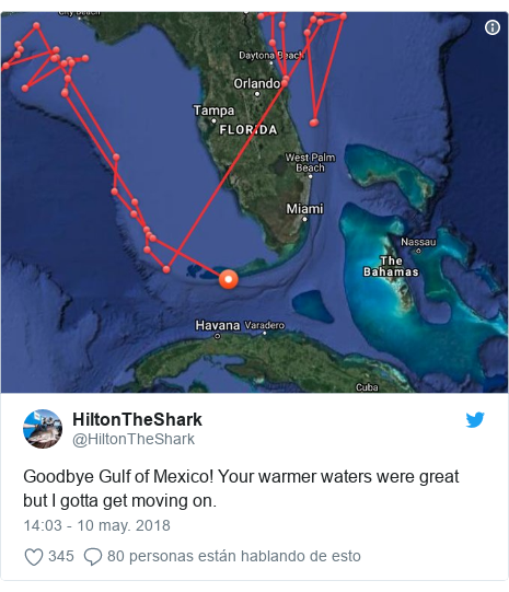 Publicación de Twitter por @HiltonTheShark: Goodbye Gulf of Mexico! Your warmer waters were great but I gotta get moving on. 