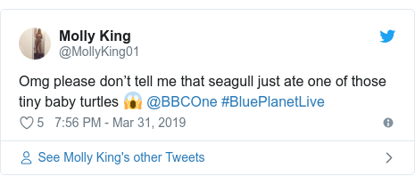 Twitter post by @MollyKing01: Omg please don’t tell me that seagull just ate one of those tiny baby turtles 😱 @BBCOne #BluePlanetLive