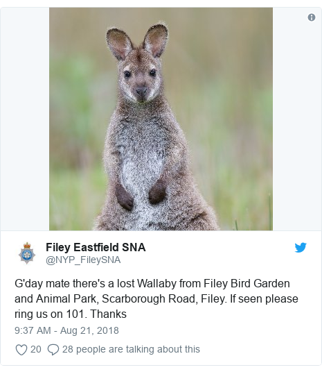Wallaby On Loose After Filey Park Escape Bbc News