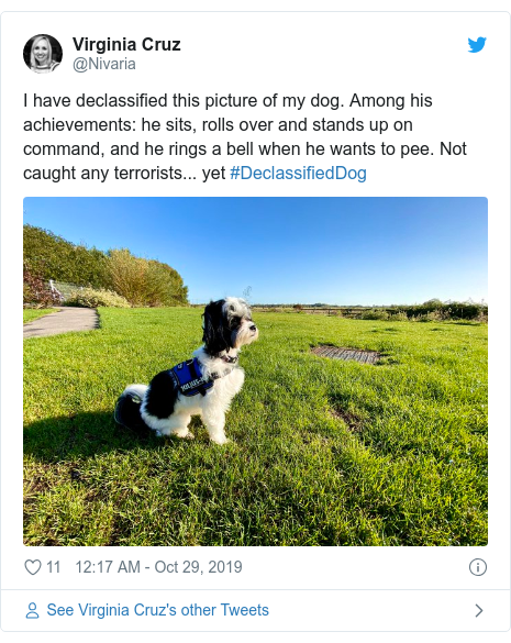 Ujumbe wa Twitter wa @Nivaria: I have declassified this picture of my dog. Among his achievements  he sits, rolls over and stands up on command, and he rings a bell when he wants to pee. Not caught any terrorists... yet #DeclassifiedDog 