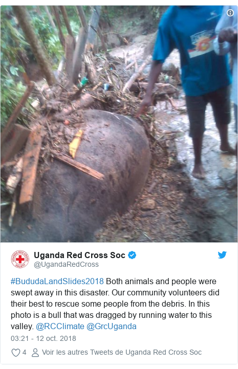 Twitter publication par @UgandaRedCross: #BududaLandSlides2018 Both animals and people were swept away in this disaster. Our community volunteers did their best to rescue some people from the debris. In this photo is a bull that was dragged by running water to this valley. @RCClimate @GrcUganda 