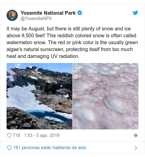 PublicaciÃ³n de Twitter por @YosemiteNPS: It may be August, but there is still plenty of snow and ice above 9,500 feet! This reddish colored snow is often called watermelon snow. The red or pink color is the usually green algae's natural sunscreen, protecting itself from too much heat and damaging UV radiation. 