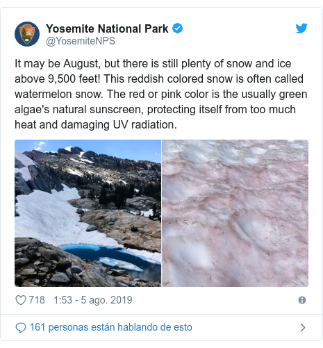 Publicación en Twitter de @YosemiteNPS: Pode ser agosto, pero aínda hai moita neve e xeo por riba dos 9,500 pés. Esta neve de cor avermellada chámase a miúdo neve de sandía. A cor vermella ou rosa é o protector solar natural das algas verdes, protexéndose de moita calor e danando a radiación UV.