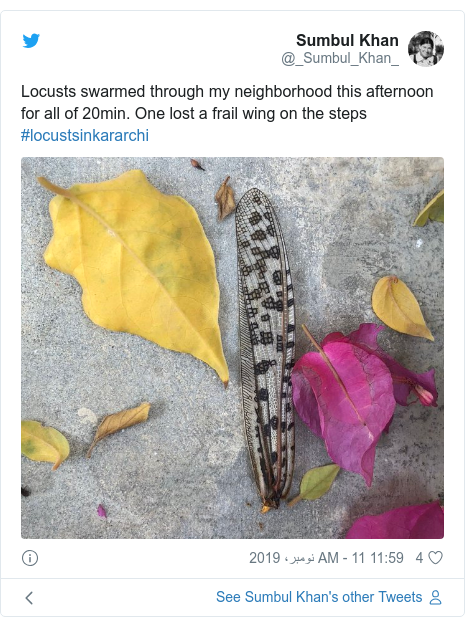 ٹوئٹر پوسٹس @_Sumbul_Khan_ کے حساب سے: Locusts swarmed through my neighborhood this afternoon for all of 20min. One lost a frail wing on the steps #locustsinkararchi 