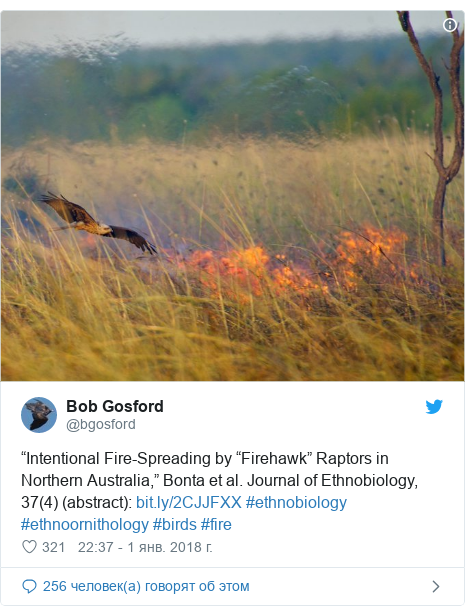 Twitter пост, автор: @bgosford: “Intentional Fire-Spreading by “Firehawk” Raptors in Northern Australia,” Bonta et al. Journal of Ethnobiology, 37(4) (abstract)   #ethnobiology #ethnoornithology #birds #fire 