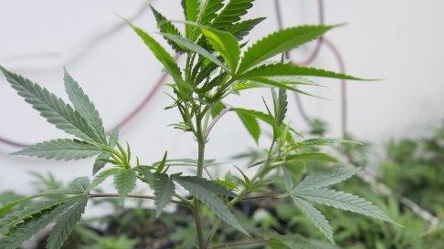 Marijuana plant file picture January 2013