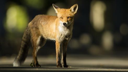 Red fox on street