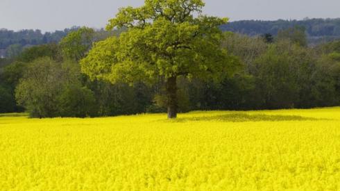 A tree in a field of Rapeseed