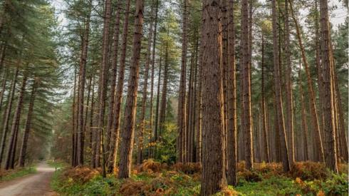 Sherwood Pines Forest Park in Mansfield, Nottinghamshire