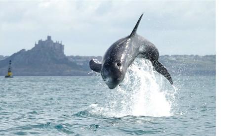A Risso dolphin in Mount's Bay, Cornwall