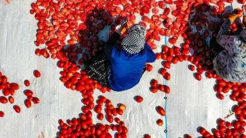 Seasonal workers process tomatoes after a harvest in Karacadag district of Diyarbakir, Turkey on July 27, 2021