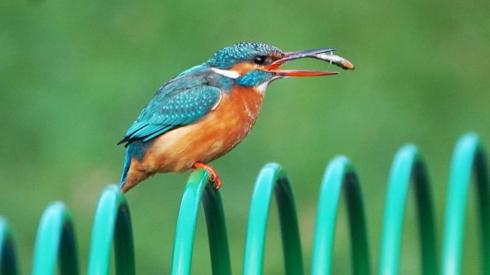 Kingfisher with a fish