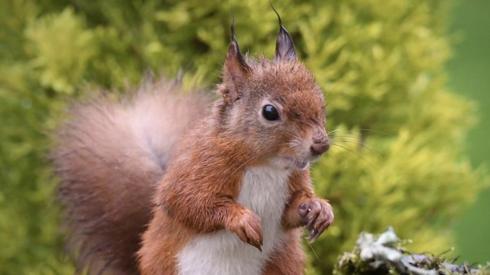 "Heavy rain wreaked havoc with this little red squirrels ear tufts," says Marian Coburn from Perth.