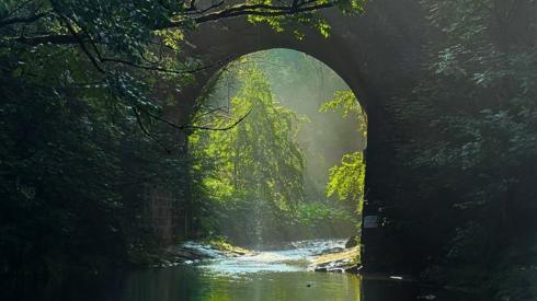 Trees reflected in water at Daisy Nook Country Park, Oldham