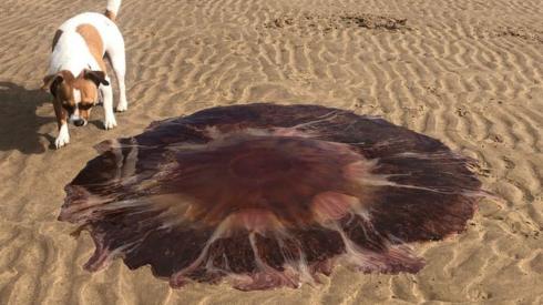 Dog stood next to giant jellyfish