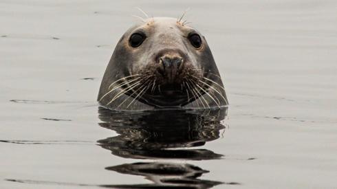 Seal