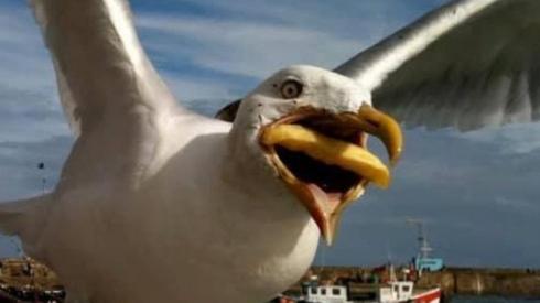 The original snap of the seagull