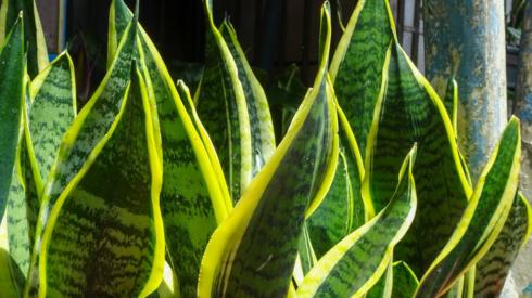 Snake plant
