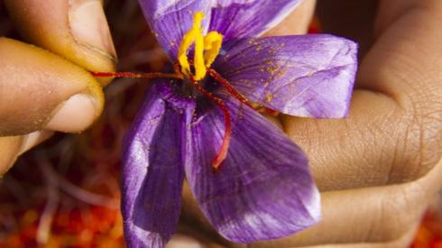 Kashmiri farmers pluck threads or crocus from plucked saffron flowers