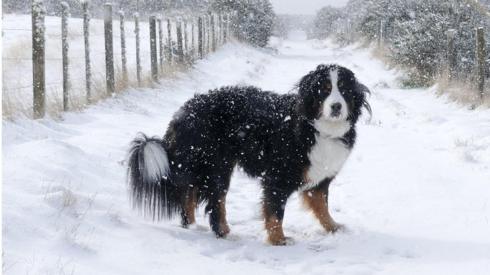 dog in snow