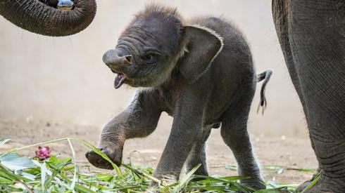 A month-old male Sumatran elephant