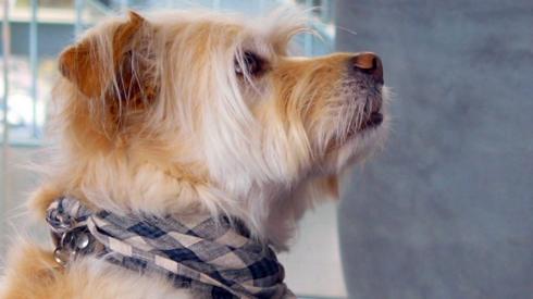 A brown and white dog who is wearing a blue and white gingham bandana looks at a TV screen (not pictured)