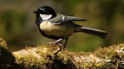 Great tit at Wytham Woods