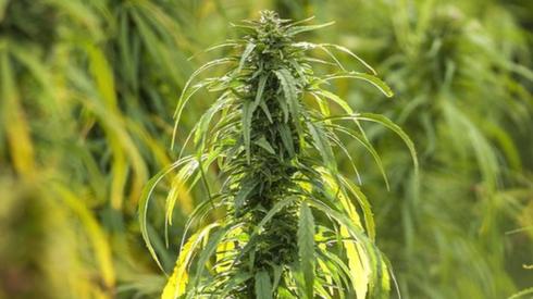 Hemp crop ready for harvest